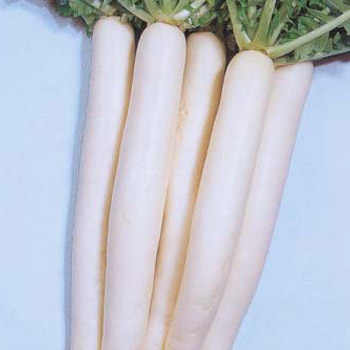 Fresh Radish (Muli) Long 1pcs