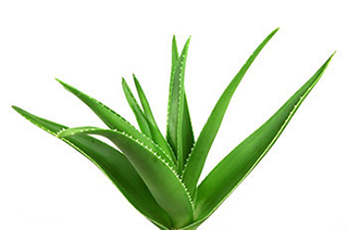Fresh Aloevera 1kg