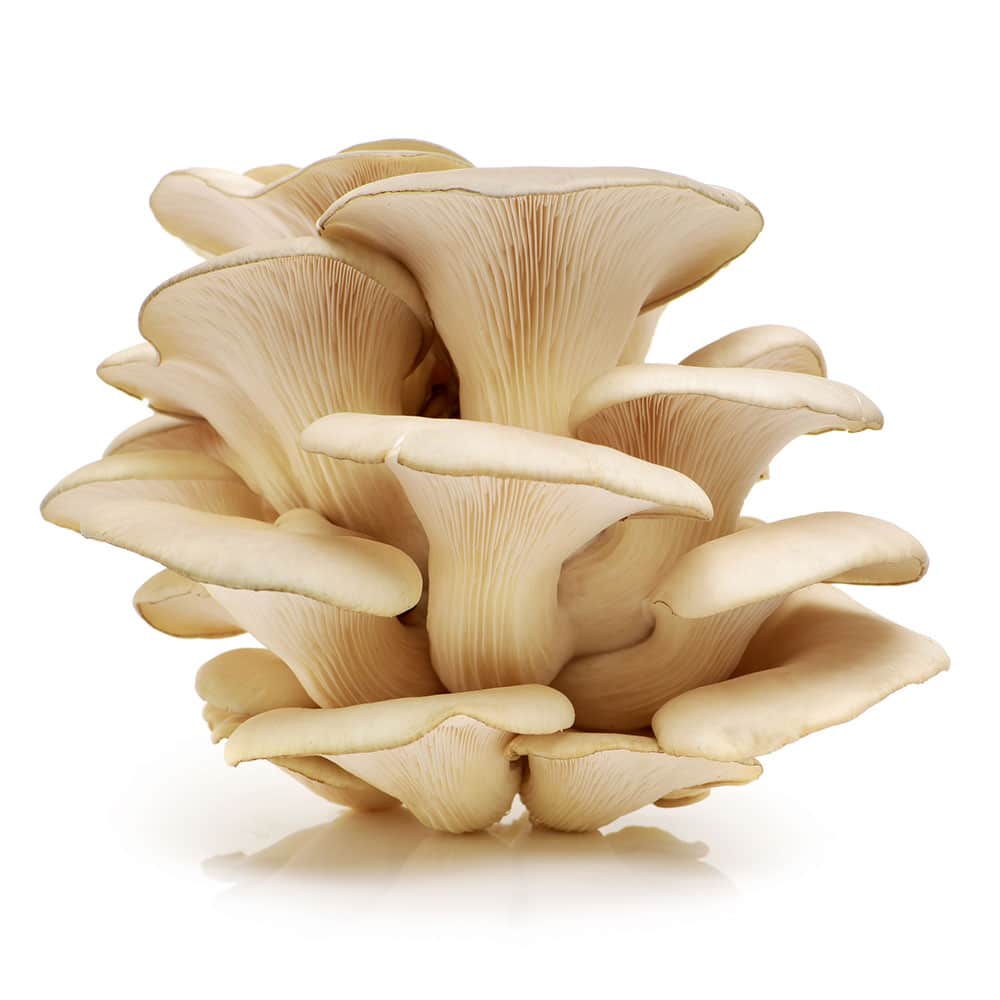 Fresh Oyster Mushroom 1box