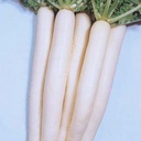 Fresh Radish (Muli) Long 1pcs
