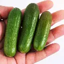 Fresh Cucumber Mini 300g