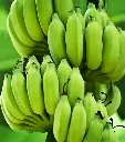 Fresh Green Bananas 400g